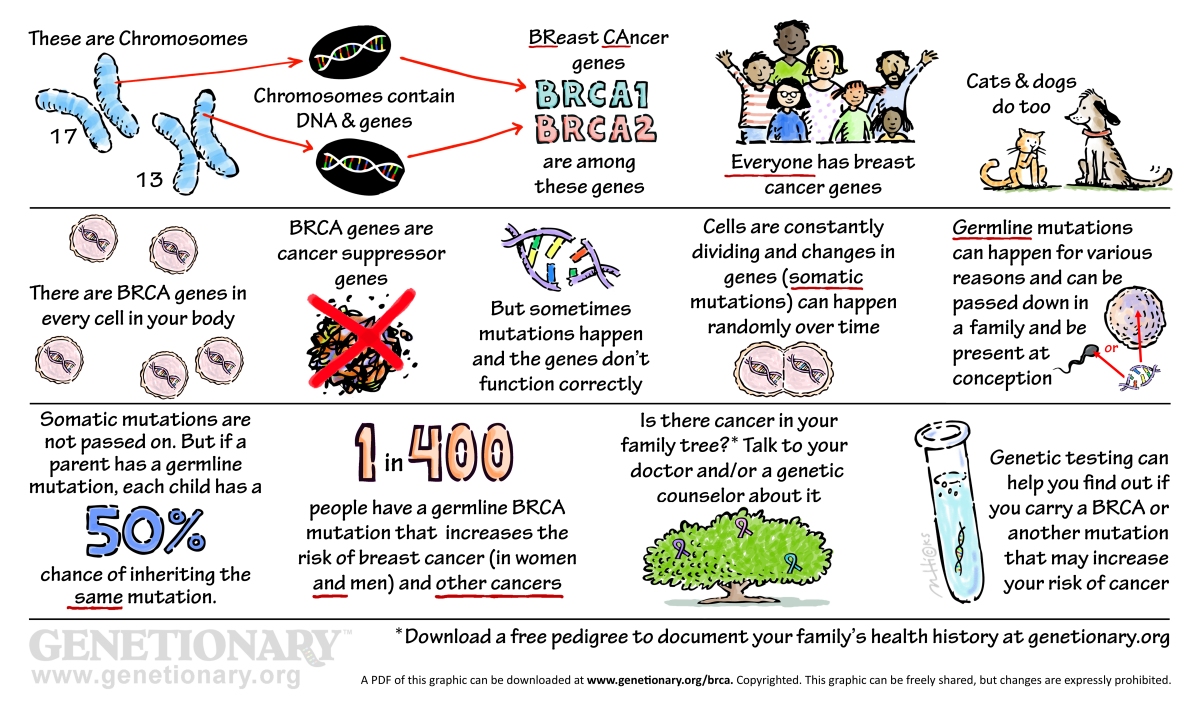 BRCA genes simplified infographic